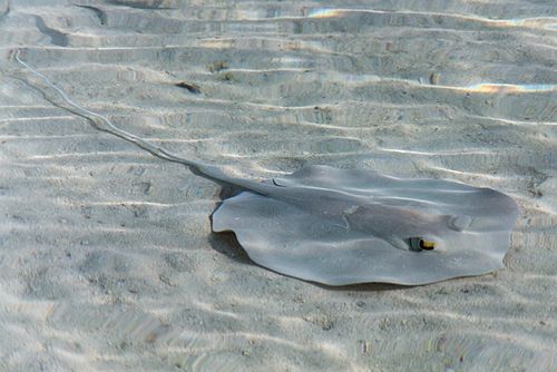 Scaly whipray